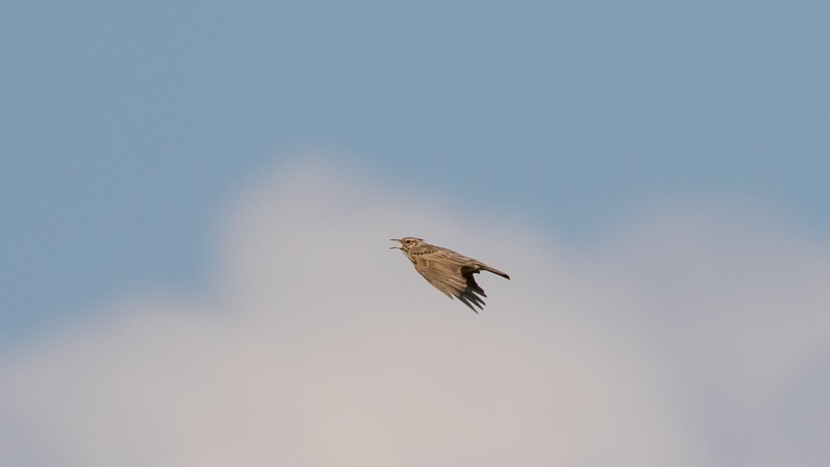 Crested Lark - ML620563392