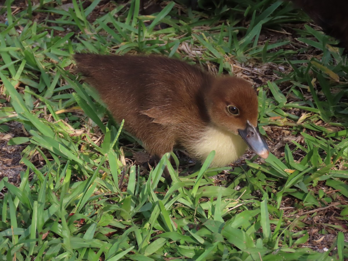 Muscovy Duck (Domestic type) - ML620563404