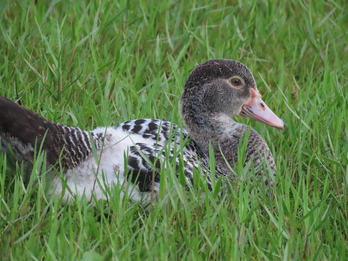 Muscovy Duck (Domestic type) - ML620563407