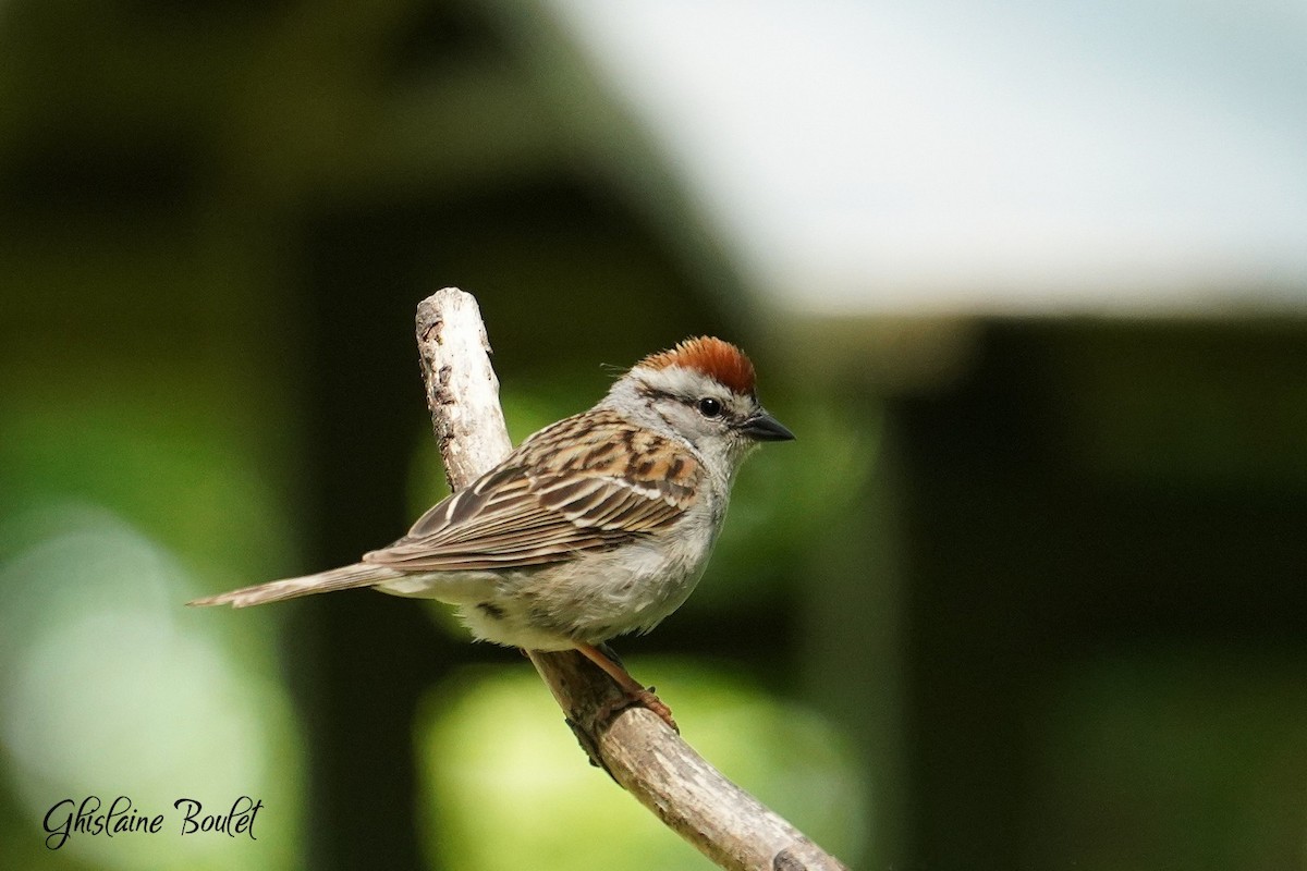Chipping Sparrow - ML620563411