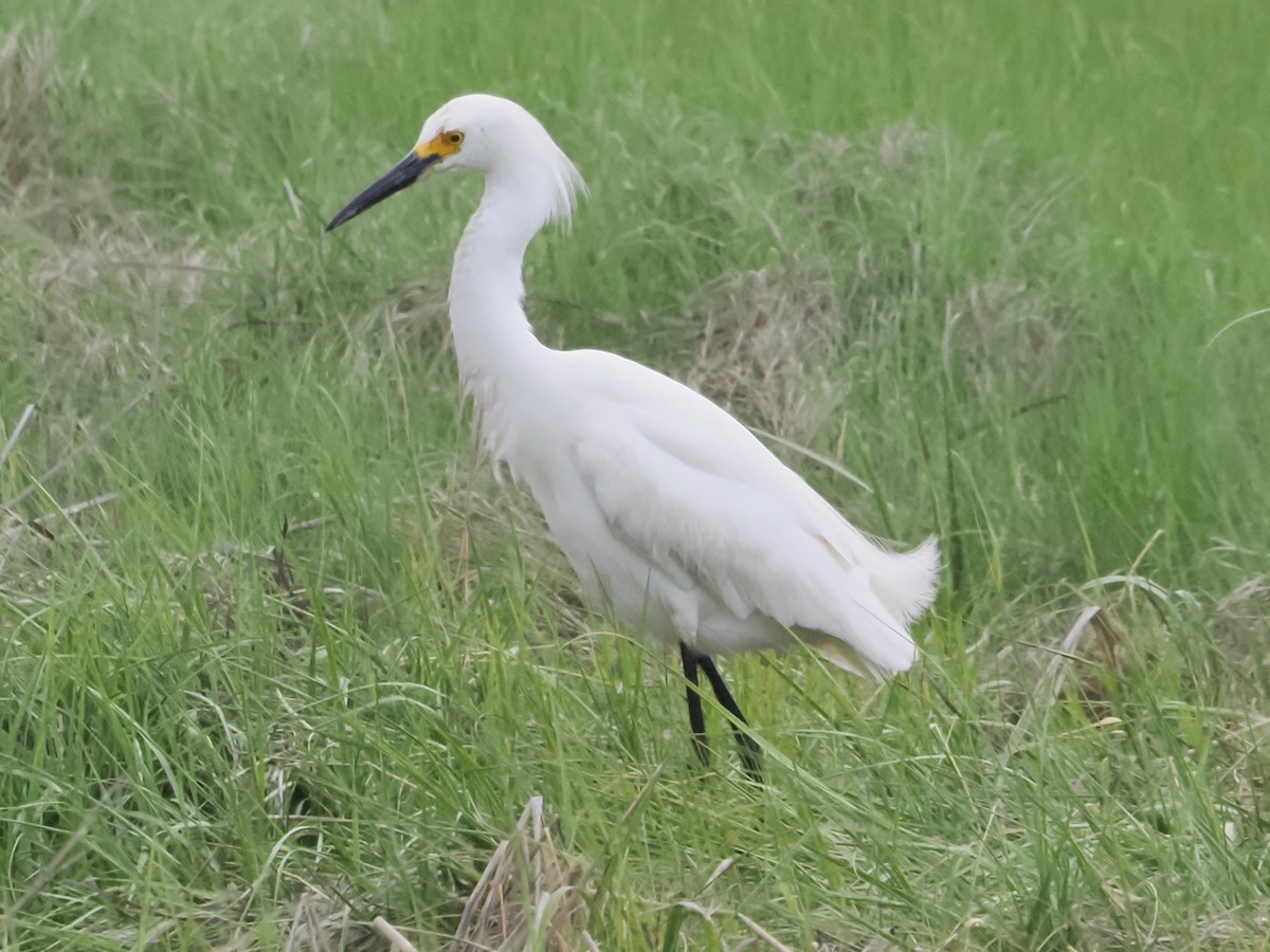 Snowy Egret - ML620563413