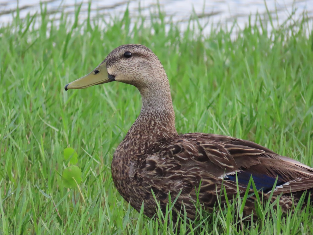 Mallard/Mottled Duck - ML620563420