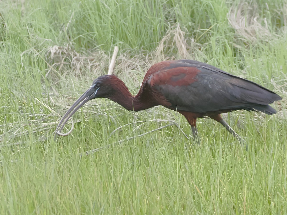 ibis hnědý - ML620563421