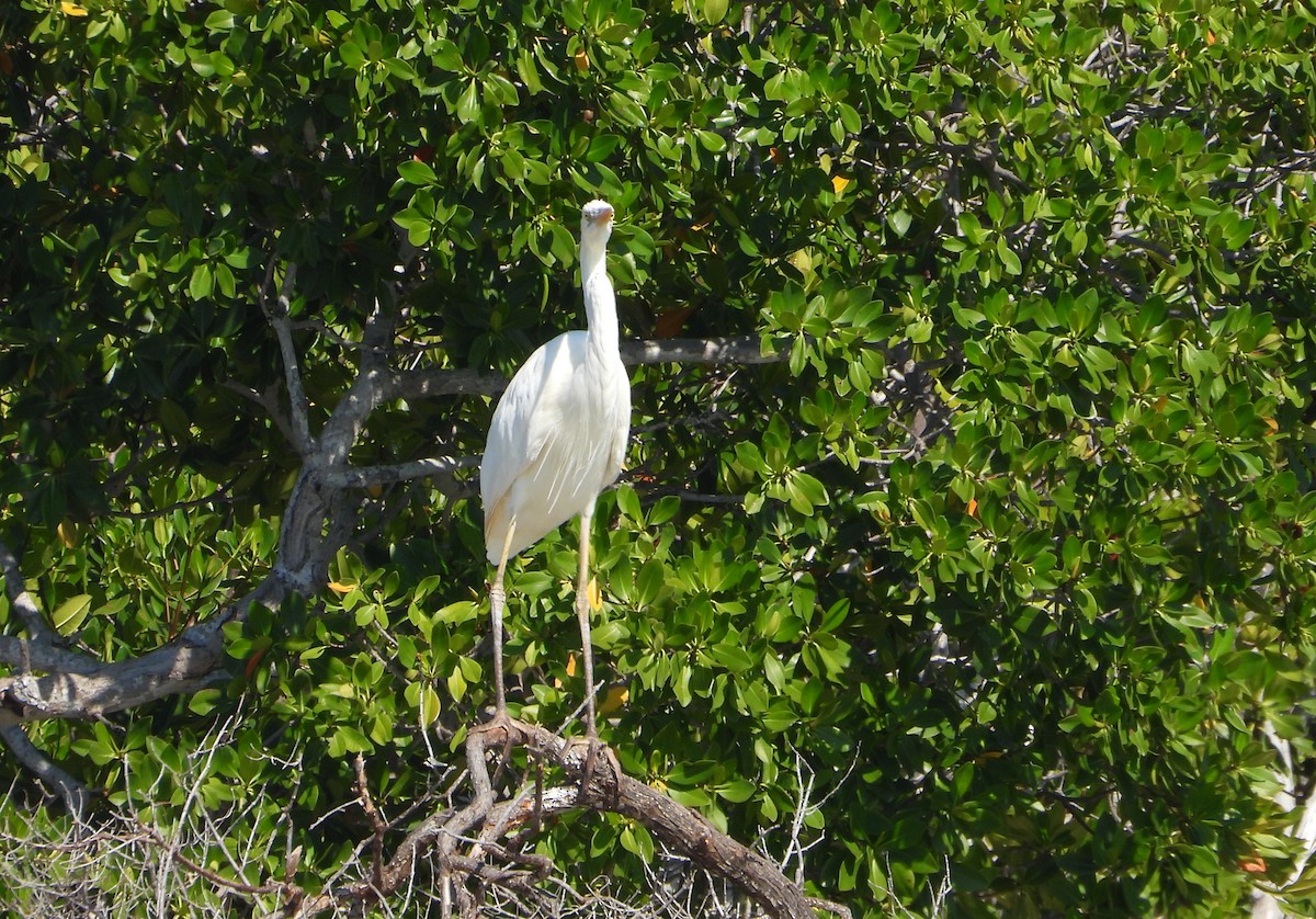 Great Blue Heron - ML620563429