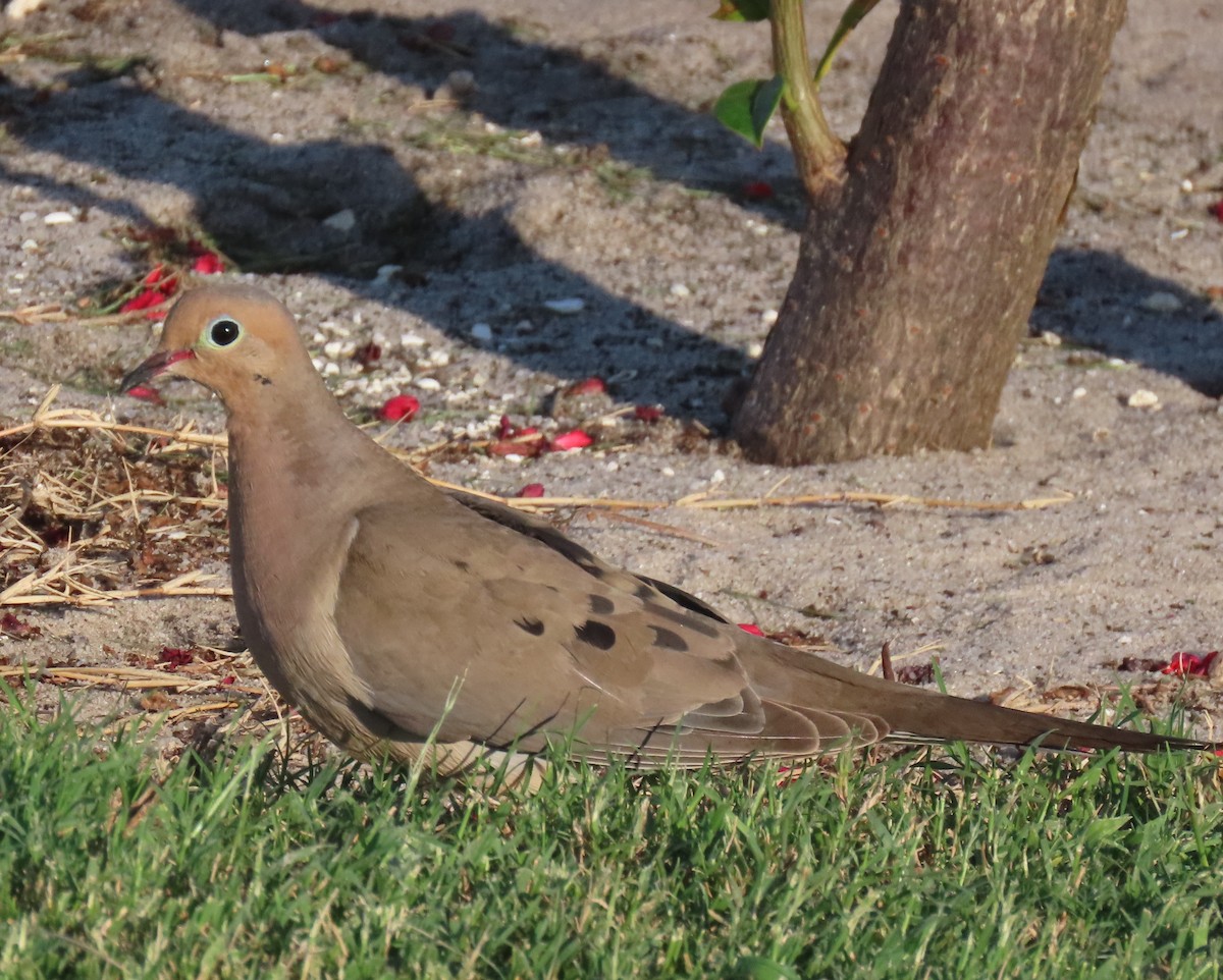 Mourning Dove - ML620563430