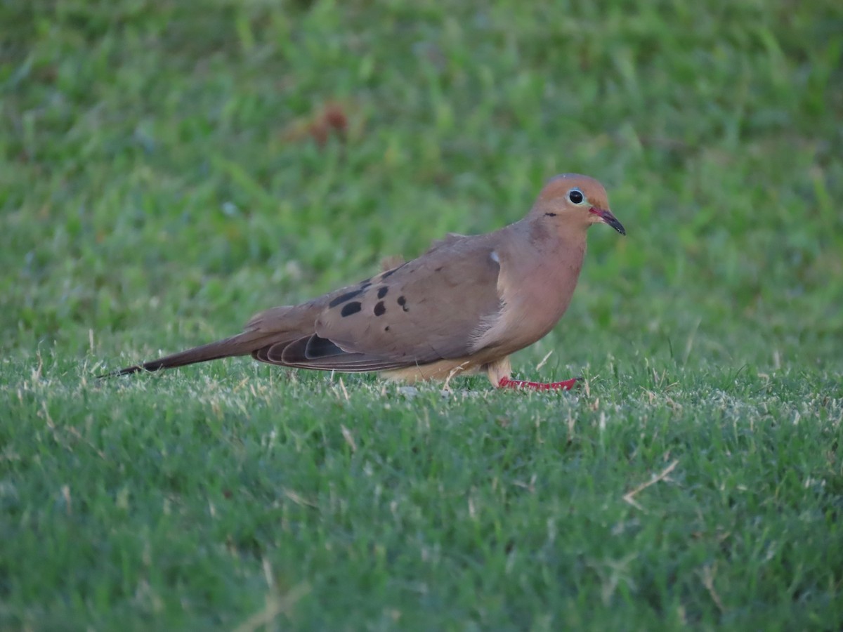 Mourning Dove - ML620563431