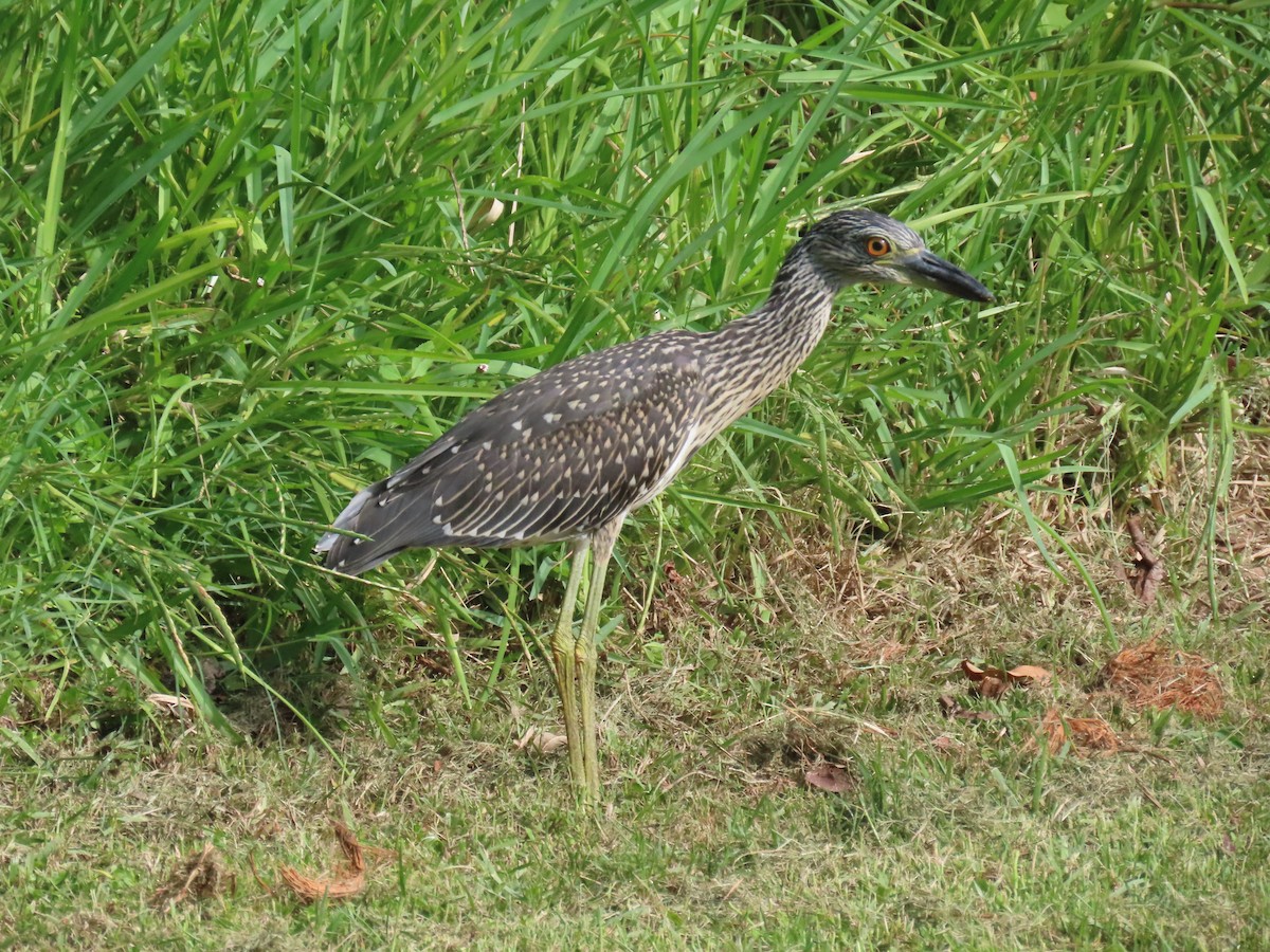 Yellow-crowned Night Heron - ML620563432