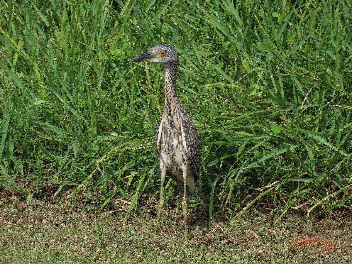 Yellow-crowned Night Heron - ML620563433