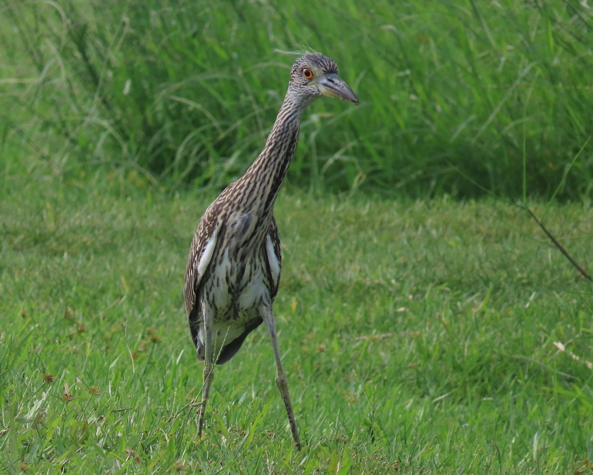 Yellow-crowned Night Heron - ML620563438