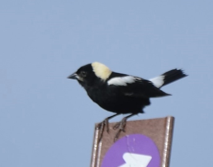 Bobolink - ML620563439