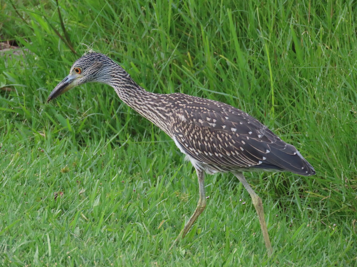 Yellow-crowned Night Heron - ML620563440