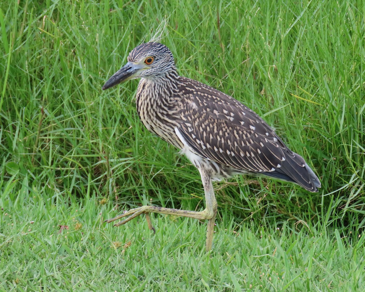 Yellow-crowned Night Heron - ML620563443