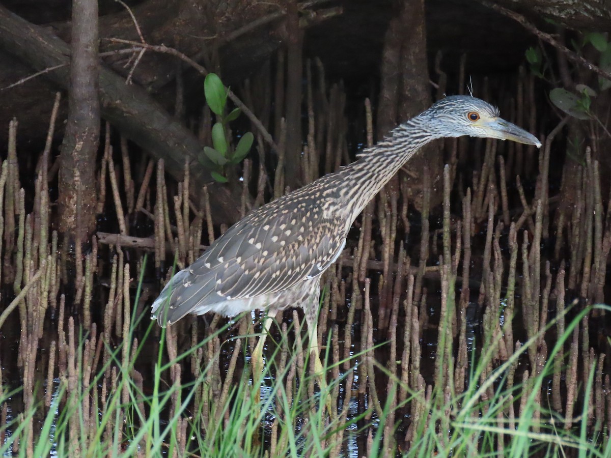 Yellow-crowned Night Heron - ML620563452