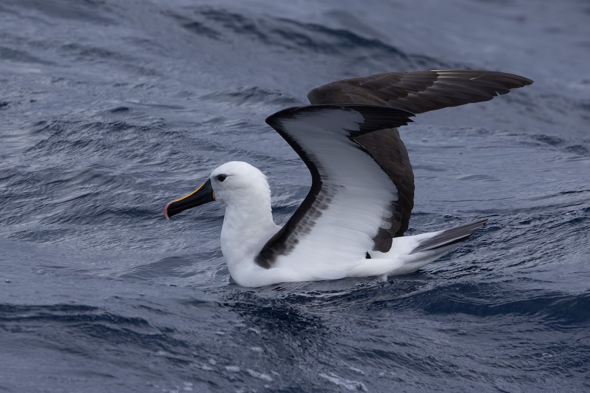 Indian Yellow-nosed Albatross - ML620563454