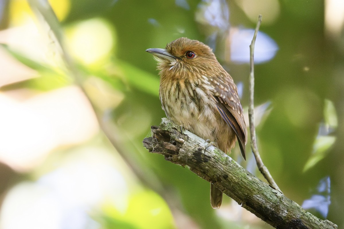 White-whiskered Puffbird - ML620563456