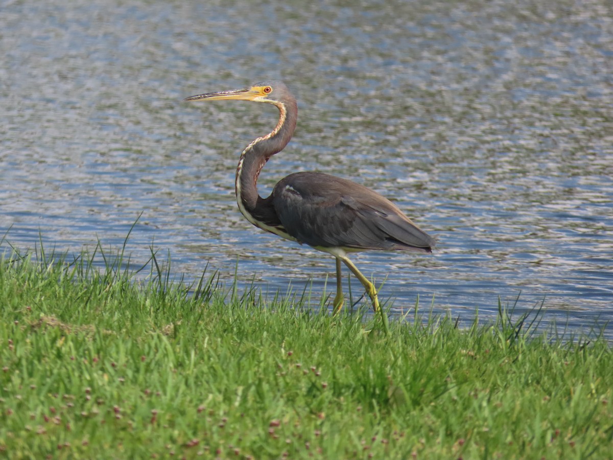 Tricolored Heron - ML620563458