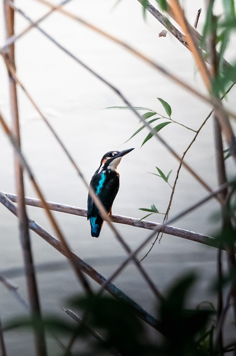 Common Kingfisher - ML620563460