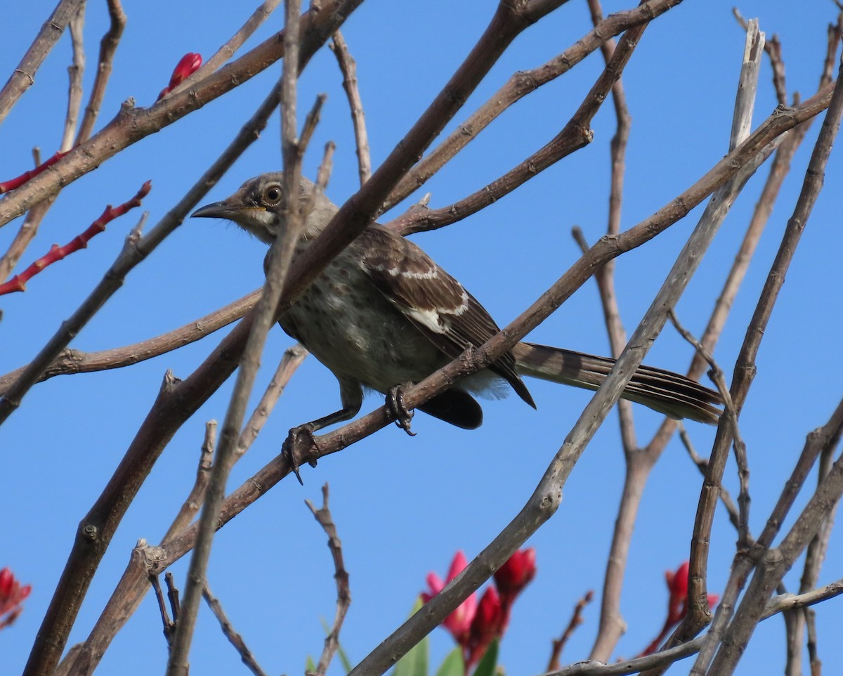 Northern Mockingbird - ML620563462