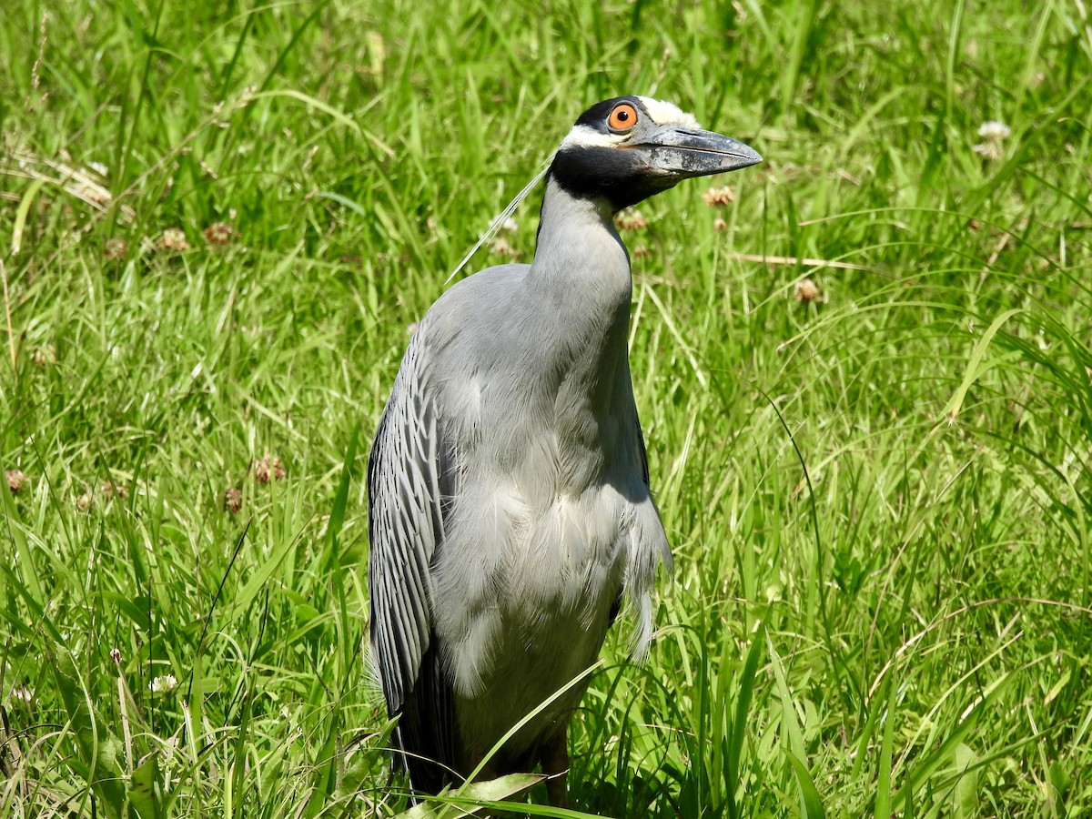 Yellow-crowned Night Heron - ML620563466