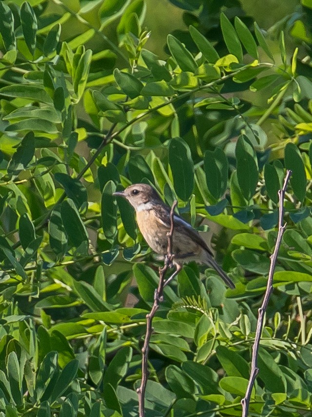 European Stonechat - ML620563468