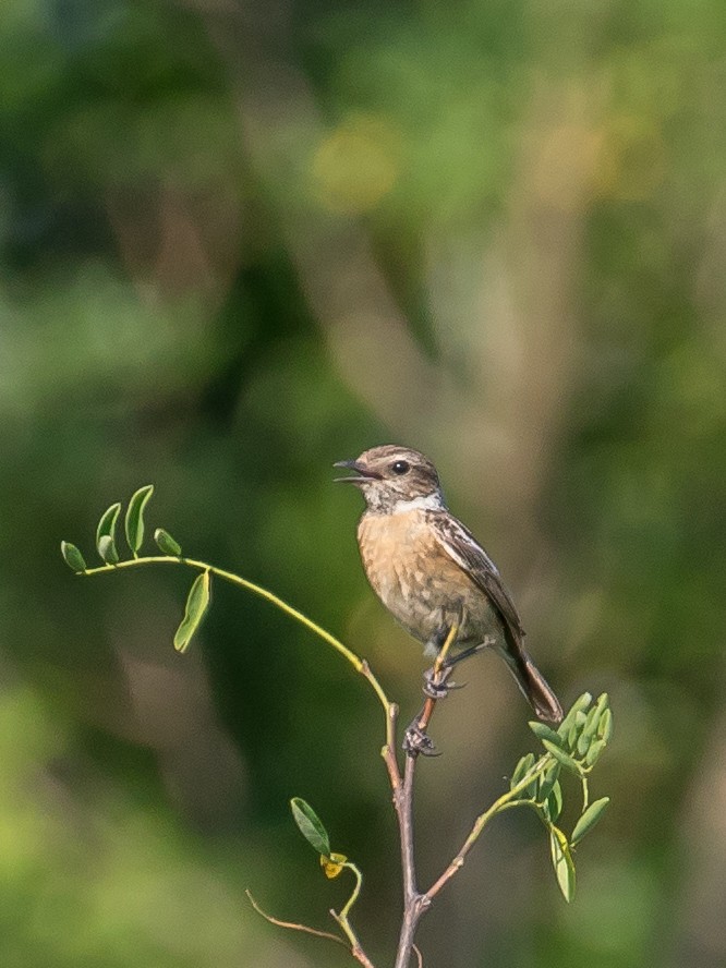 European Stonechat - ML620563469