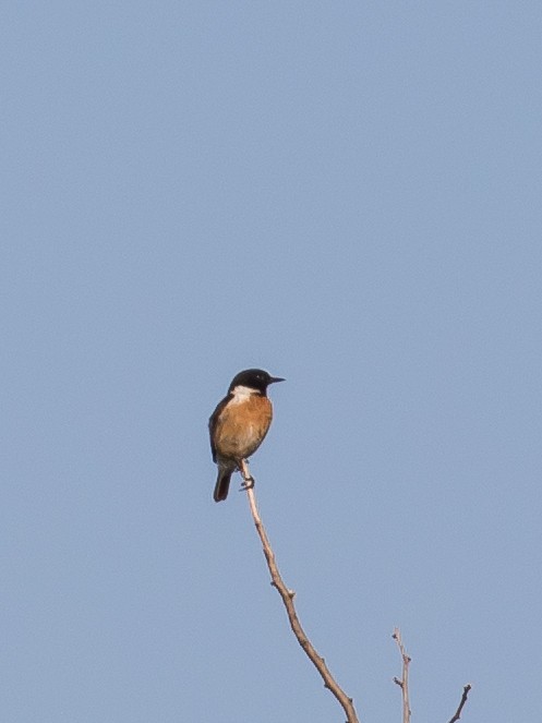 European Stonechat - ML620563472