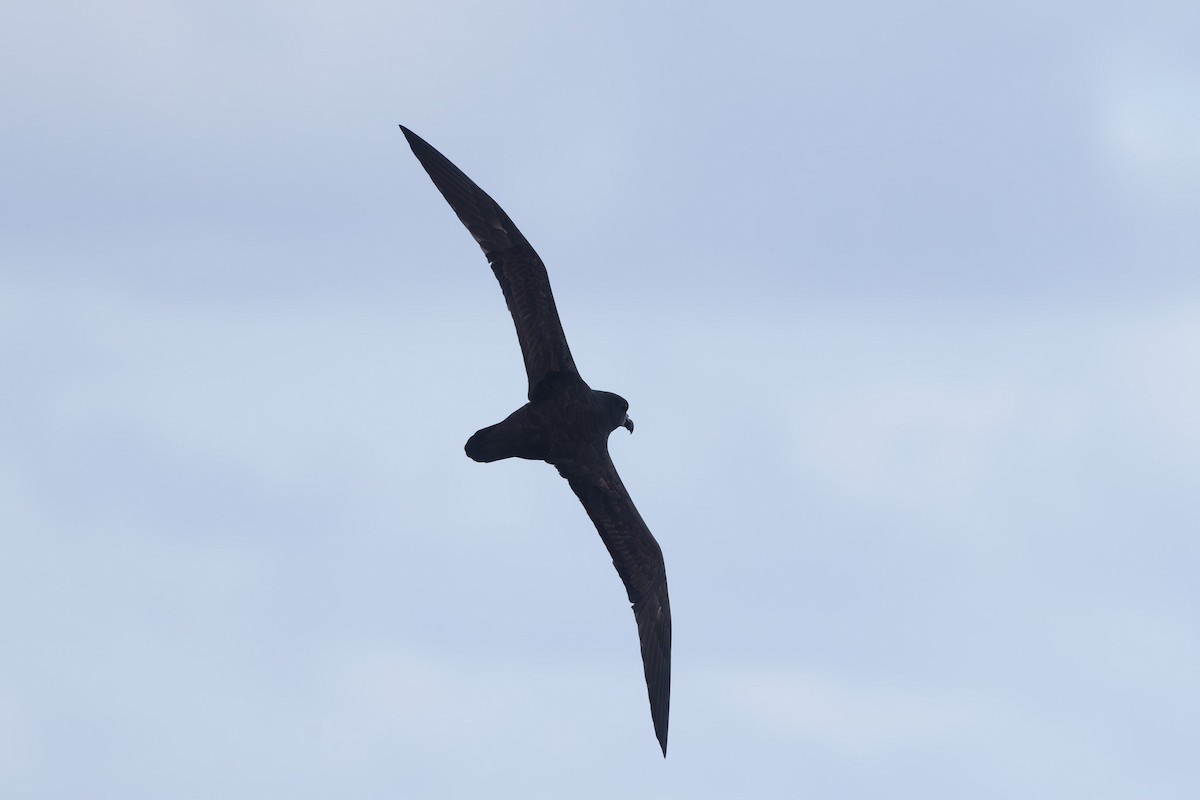 Gray-faced Petrel - ML620563474