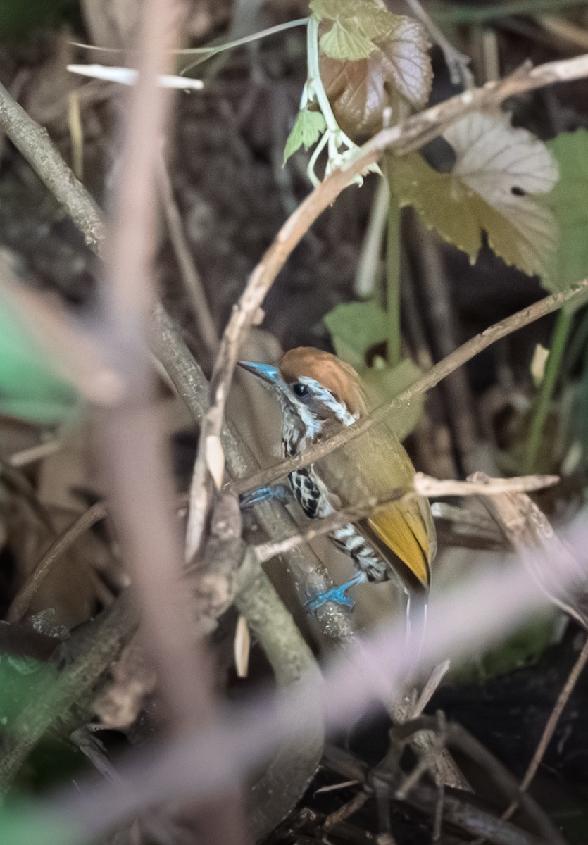 Speckled Piculet - ML620563475