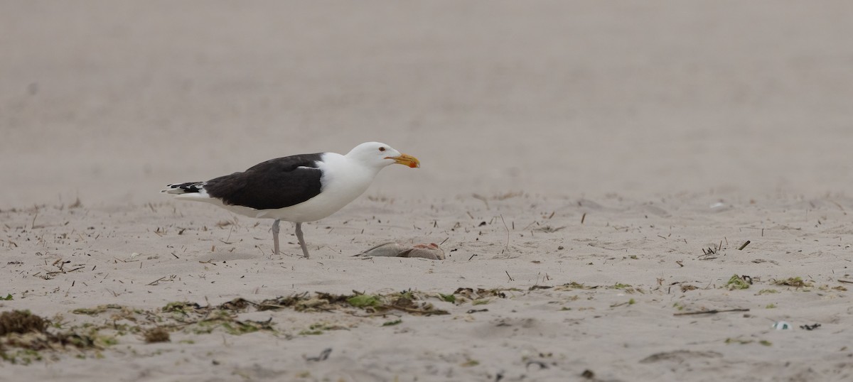 Great Black-backed Gull - ML620563476