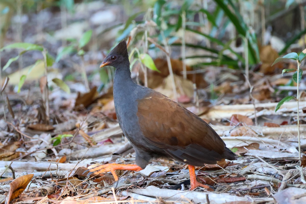 Rotbein-Großfußhuhn - ML620563478