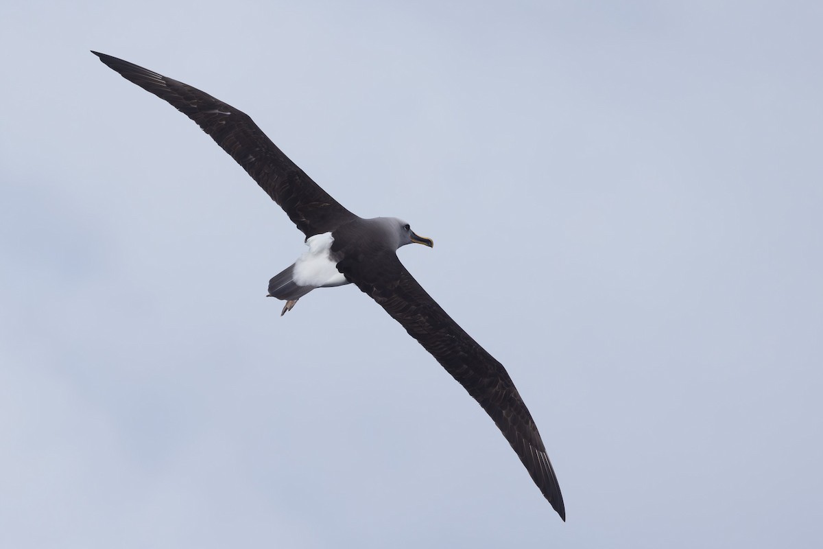 Buller's Albatross - ML620563480