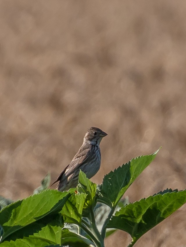 Corn Bunting - Milan Martic