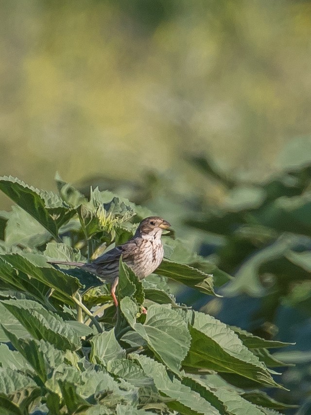 Corn Bunting - ML620563490