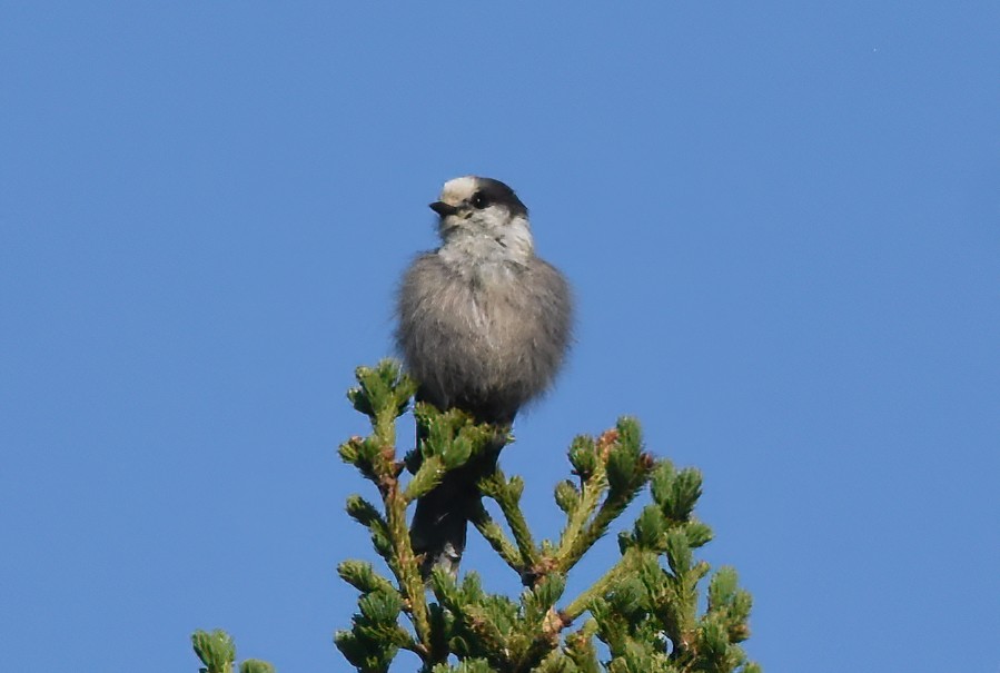 Canada Jay (Boreal) - ML620563491