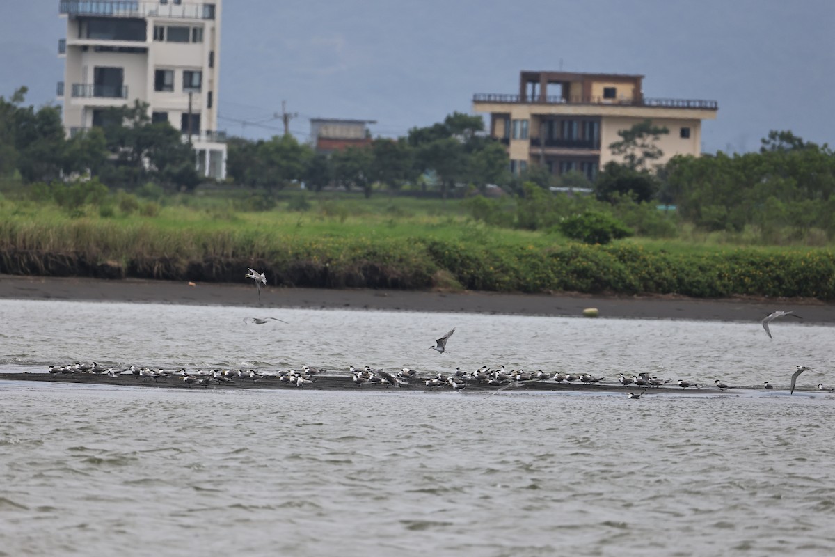 Great Crested Tern - ML620563493