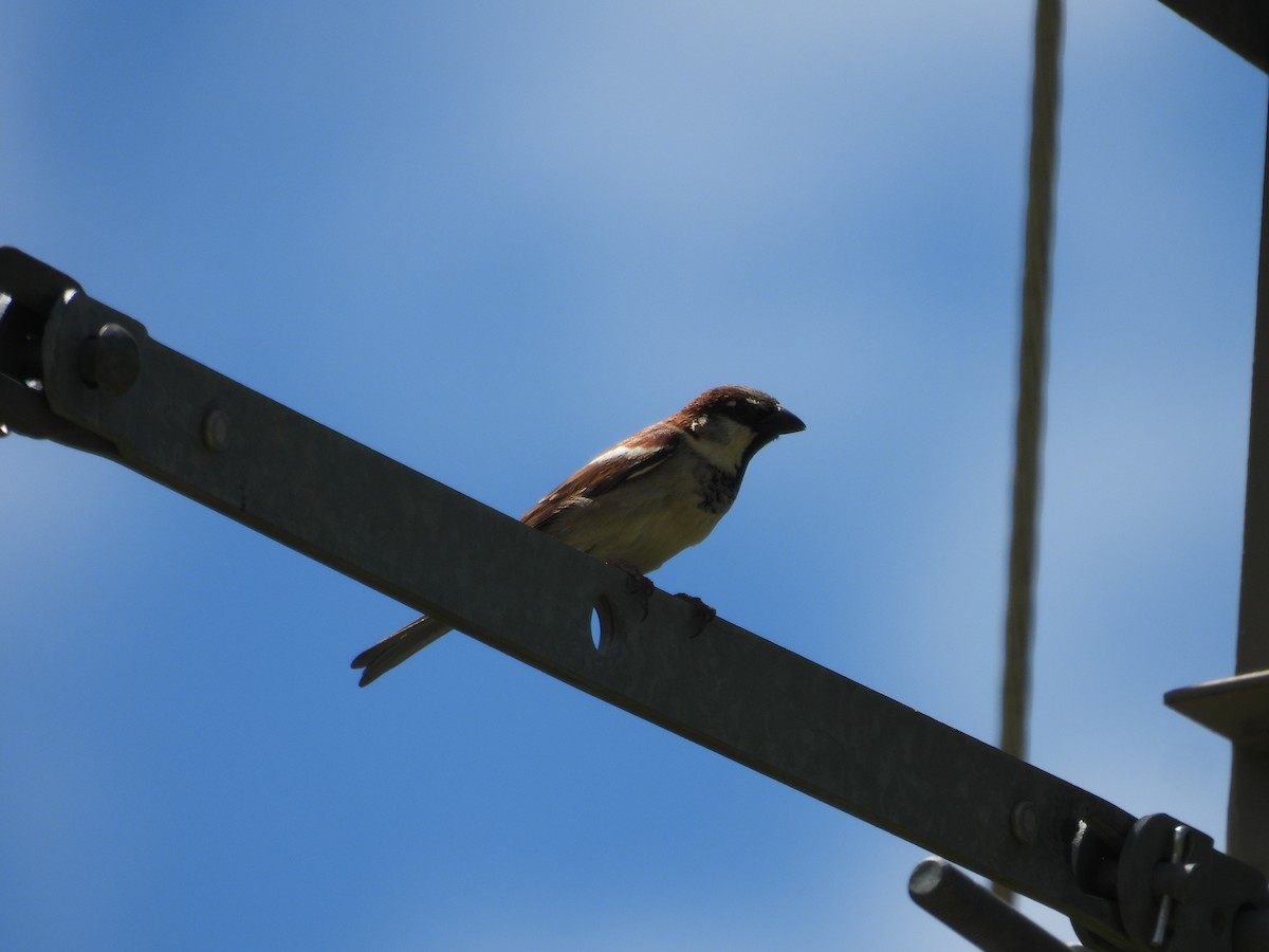 House Sparrow - ML620563494