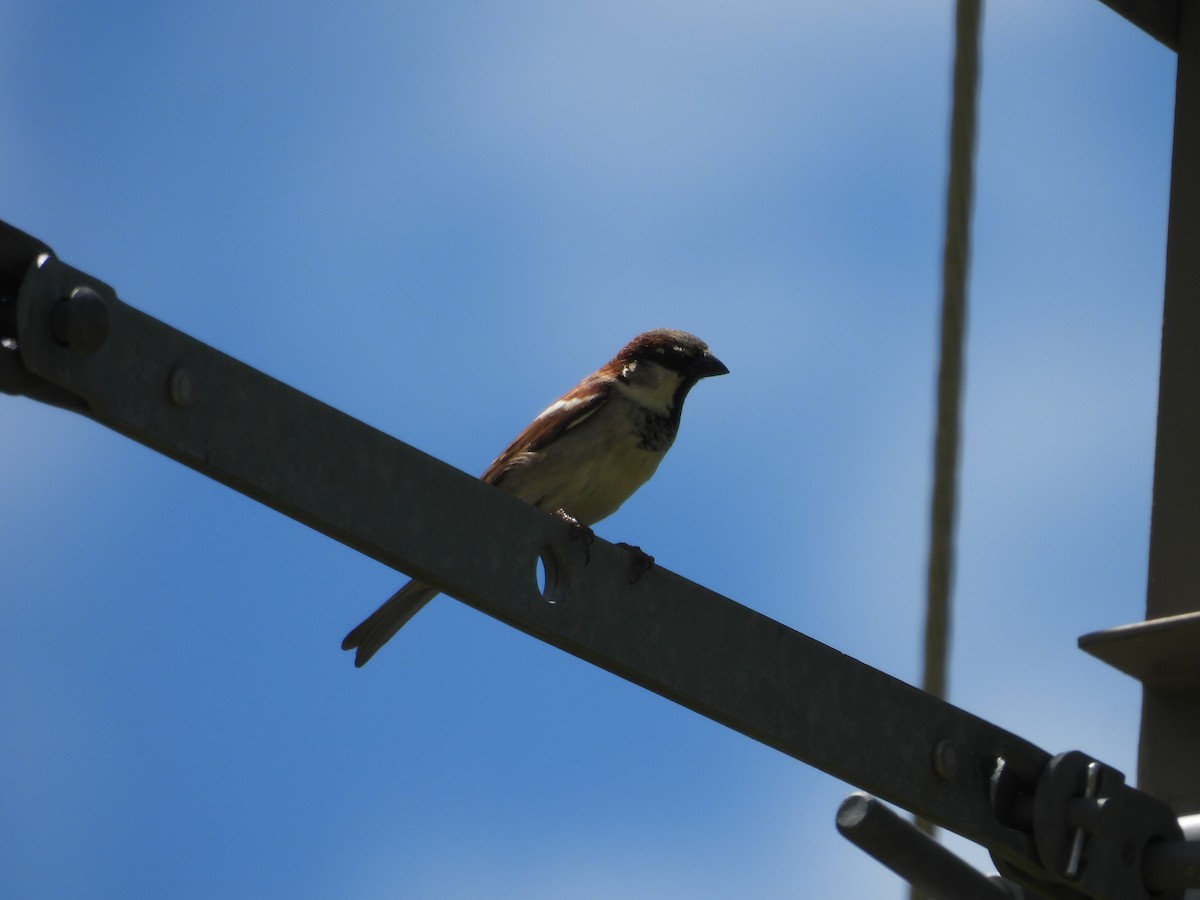 House Sparrow - ML620563495