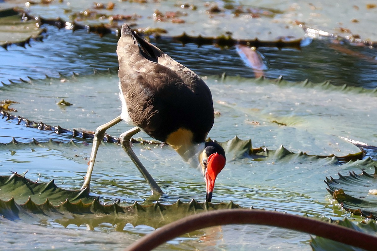 Comb-crested Jacana - ML620563497