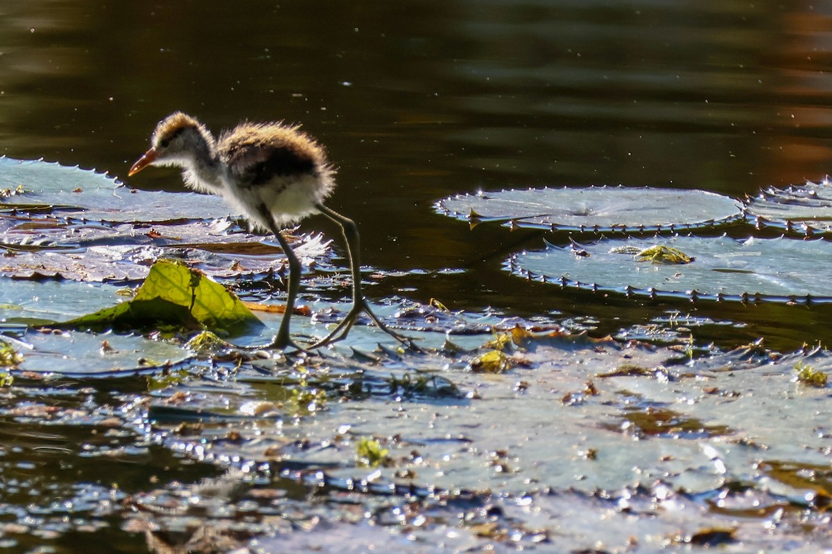 Comb-crested Jacana - ML620563499