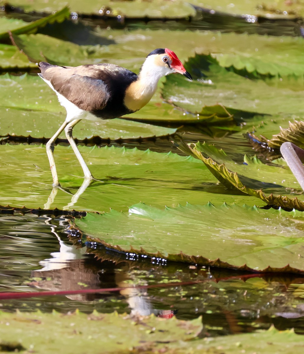 Comb-crested Jacana - ML620563503