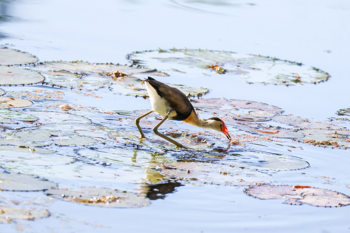 Jacana à crête - ML620563508