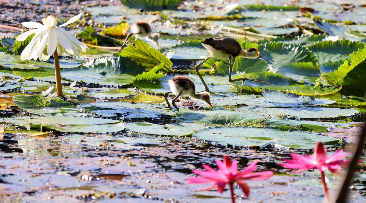 Jacana à crête - ML620563511