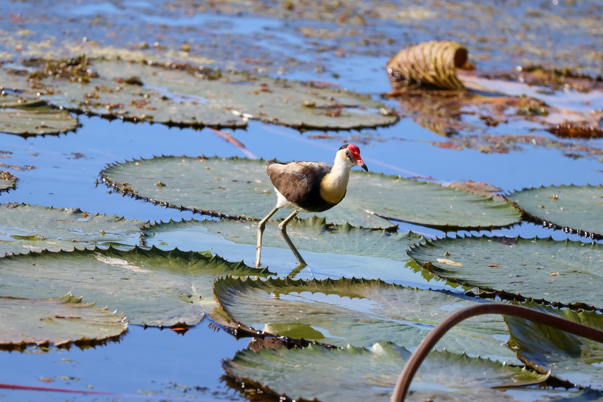 Jacana à crête - ML620563512