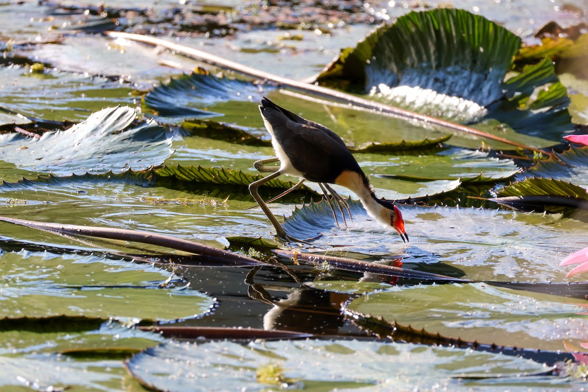 Jacana à crête - ML620563513