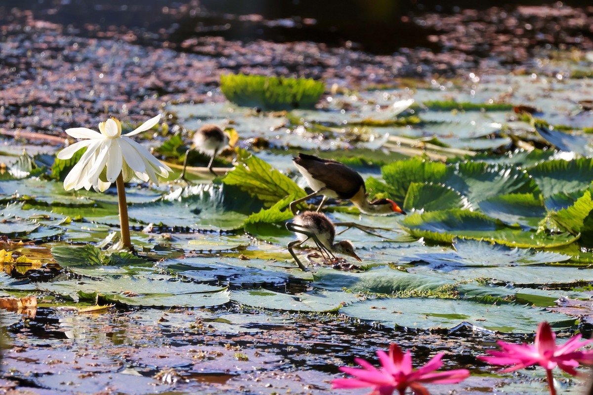 Jacana à crête - ML620563514