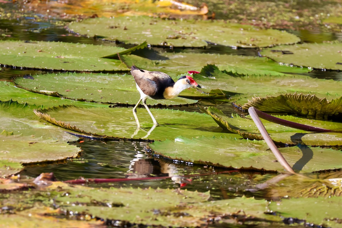 Jacana à crête - ML620563515