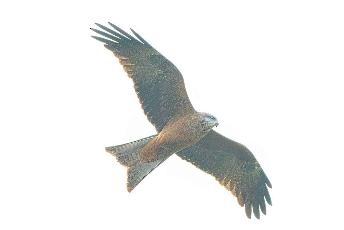 Black Kite - ML620563516