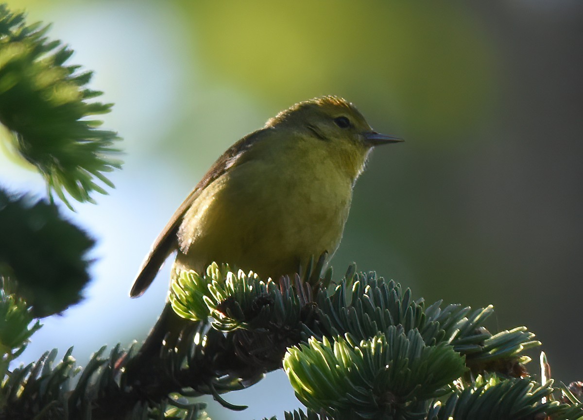 Orange-crowned Warbler - ML620563517