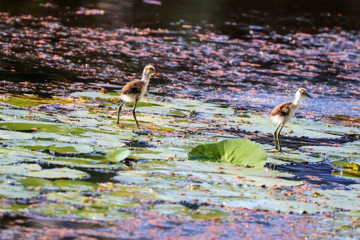 Jacana à crête - ML620563518