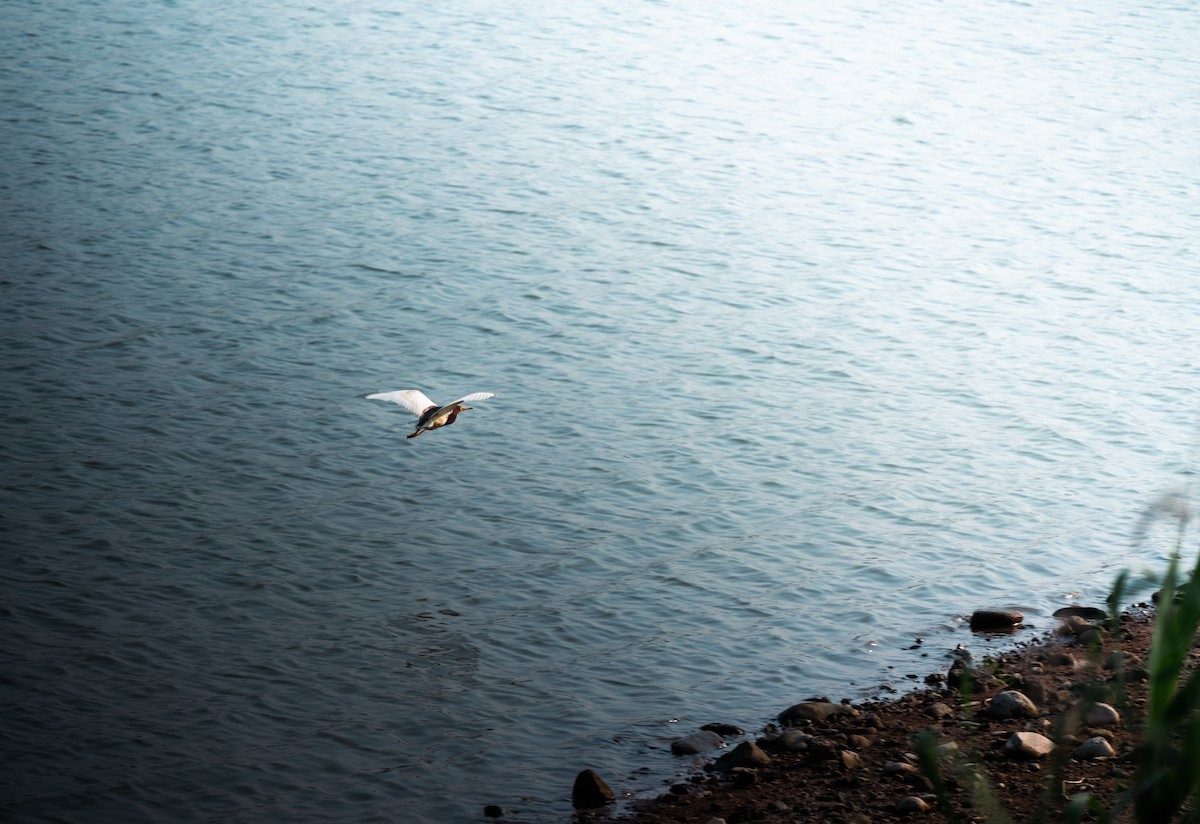 Chinese Pond-Heron - ML620563519